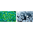 Załaduj obraz do przeglądarki galerii, Mikroskop
